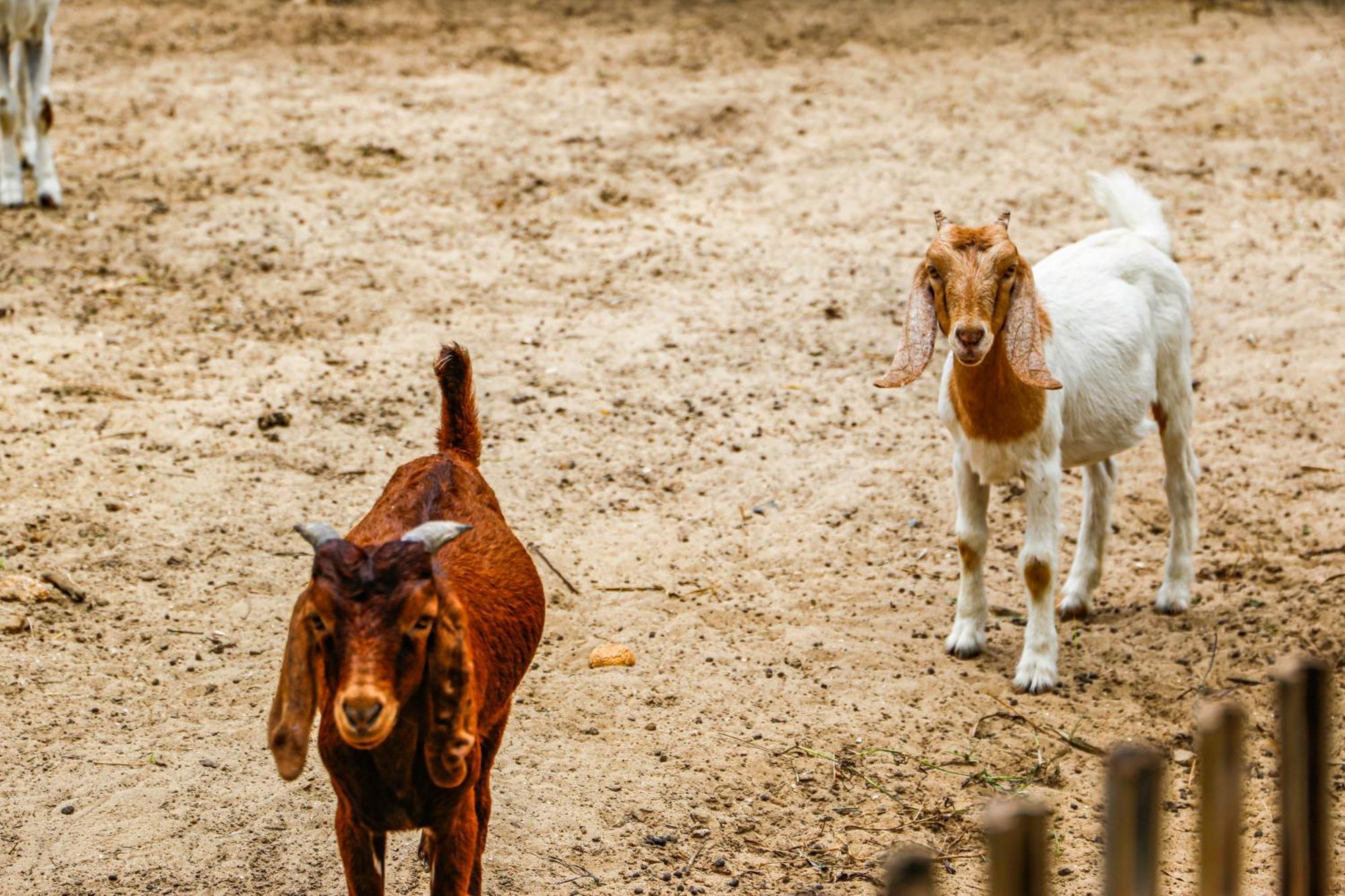 Melia Ho Tram Beach Resort Exterior photo Goats at the zoo